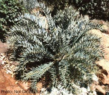Encephalartos horridus, photographed for SANBI PlantZAfrica