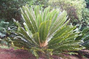 Encephalartos transvenosus, the Modjadji cycad