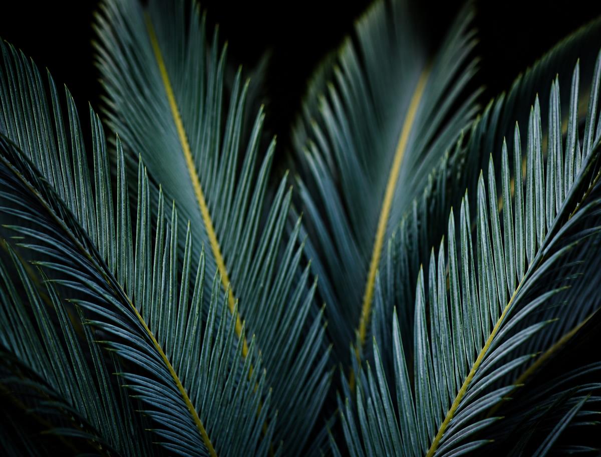 Cycad Certificate record